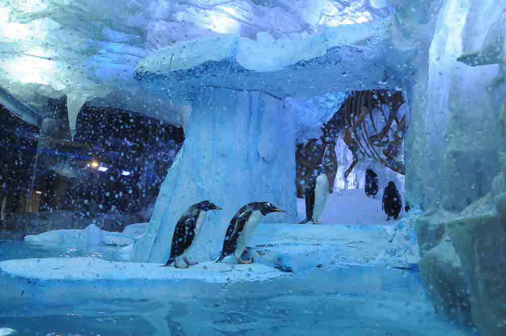 Penguin habitat tank with carefully considered animal welfare lighting
